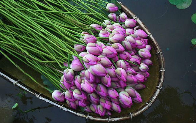 Người Hà Nội hái sen ủ trà Ảnh 2