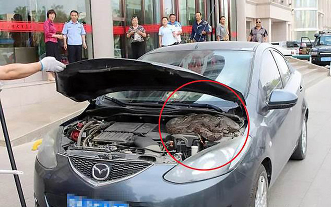 Kinh hoàng phát hiện trăn ‘khủng’ trong động cơ xe ô tô Ảnh 2