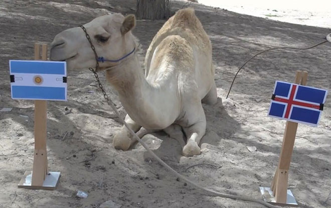 'Tiên tri' lạc đà dự đoán bất ngờ về trận đấu giữa Argentina và Iceland Ảnh 2