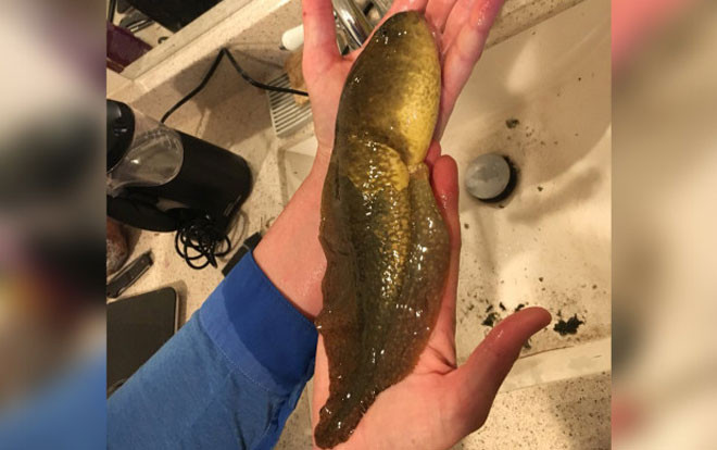 Phát hiện nòng nọc khổng lồ chưa từng thấy trên thế giới Ảnh 2