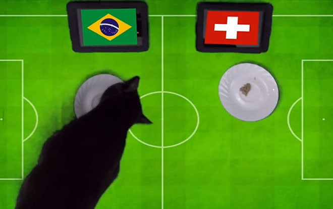 ‘Thánh mèo’ dự đoán kết quả trận đấu giữa Brazil và Thụy Sĩ Ảnh 2