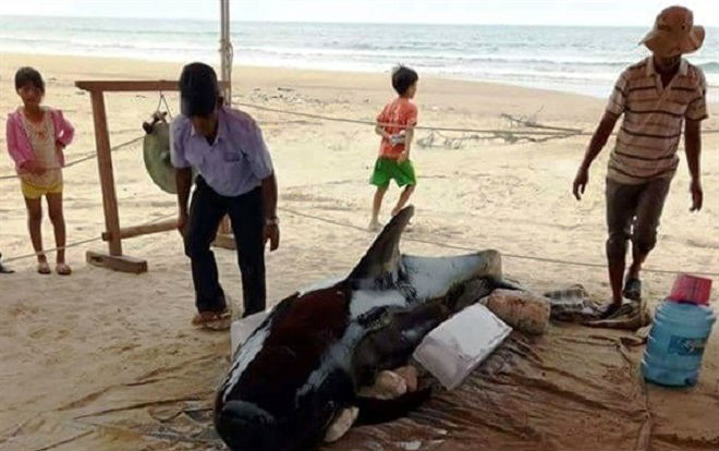 Cá voi nặng hơn 400kg trôi dạt vào bờ biển Quảng Ngãi Ảnh 2