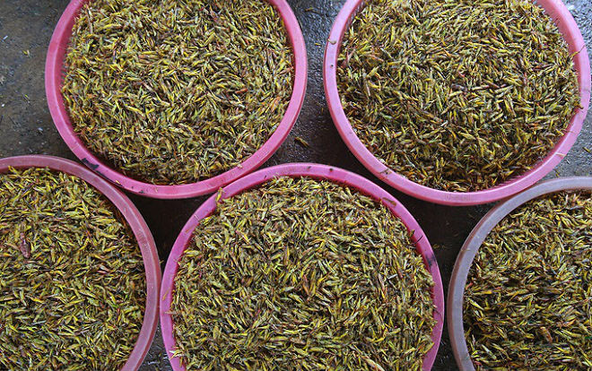 Người dân Hà Nội 'nhặt cánh, đóng thùng' châu chấu Ảnh 2