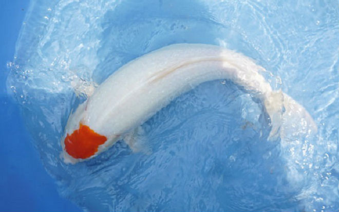 'Quốc ngư Nhật Bản' xuất hiện giữa lòng sông Hồng Ảnh 2