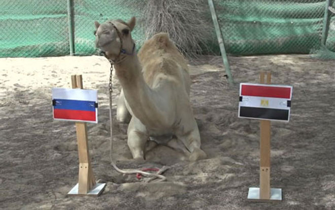 ‘Thánh’ lạc đà dự đoán bất ngờ về trận đấu giữa Nga và Ai Cập Ảnh 2
