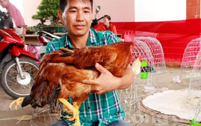 Cận cảnh gà trống có 4 chân, 2 hậu môn Ảnh 2