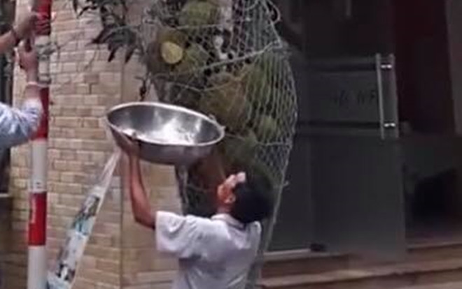 Hai ông chú hái mít số nhọ nhất năm: Bê cả chậu ra hứng vẫn không trúng, mít lại rơi trúng đầu Ảnh 2