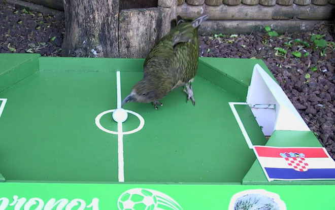 'Tiên tri' vẹt báo tin bất ngờ cho Messi trước trận Argentina - Croatia Ảnh 2