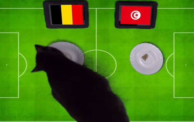 Mèo ‘tiên tri’ dự đoán Bỉ sẽ hạ gục ‘bại tướng’ của ĐT Anh Ảnh 2