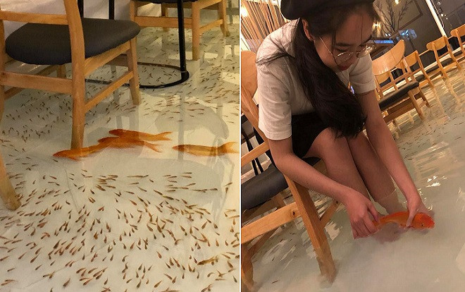 Xuất hiện quán 'cafe hồ cá' gây tranh cãi dữ dội khi để khách 'vừa ngâm chân trong nước, vừa ngắm cá bơi lội tung tăng' Ảnh 2