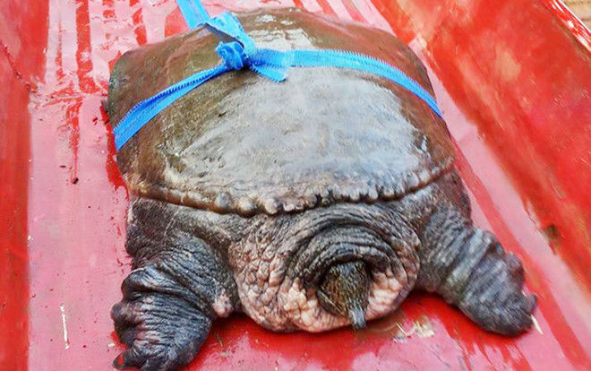 Ba ba 18 kg được bán với giá gần 20 triệu Ảnh 2