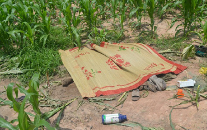 Đôi nam nữ sống với nhau như vợ chồng tử vong bất thường trong rẫy bắp Ảnh 2