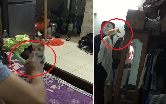 Đăng đàn khoe thú cưng là mèo mà tính cách giống chó nhưng dân mạng lại chỉ chăm chăm bắt cô gái đi dọn phòng Ảnh 2