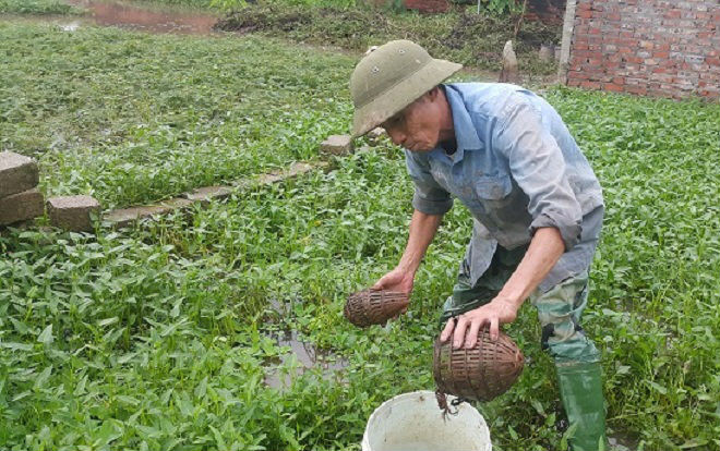 Clip: Mẹo bẫy cua đồng cực kì đơn giản, mà thu cả chục triệu/tháng Ảnh 2