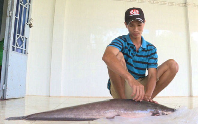 Bắt được cá trê nặng gần 12 kg trên sông Cổ Chiên Ảnh 2