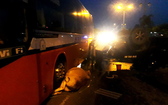 Hy hữu: Xe 7 chỗ lật ngửa khi tránh con bò băng ngang quốc lộ Ảnh 2