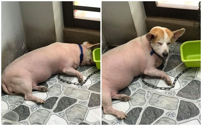 Được chủ 'xuống tóc' vào mùa nóng, chú chó tội nghiệp bỗng dưng nổi tiếng vì bị hiểu nhầm có họ hàng với lợn! Ảnh 2