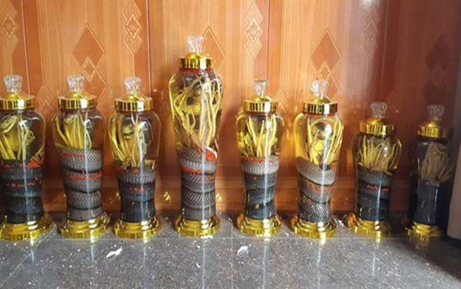 'Rùng mình' ngắm bộ sưu tập rượu ngâm rắn của đại gia đất Bắc Ảnh 2