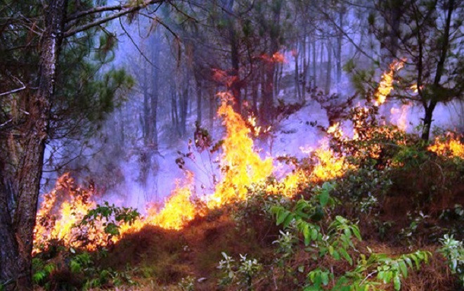 Mang dụng cụ ra chữa cháy rừng, cụ ông bị lửa thiêu tử vong thương tâm Ảnh 2