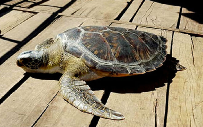 Thả cá thể rùa màu vàng vô cùng quý hiếm trở về biển Ảnh 2