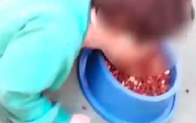 Phẫn nộ mẹ để con 2 tuổi ăn thức ăn của chó Ảnh 2