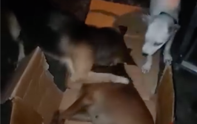 Clip cảm động: Chú chó liên tục lay và ôm lấy bạn đã mất vì ăn phải bả Ảnh 2