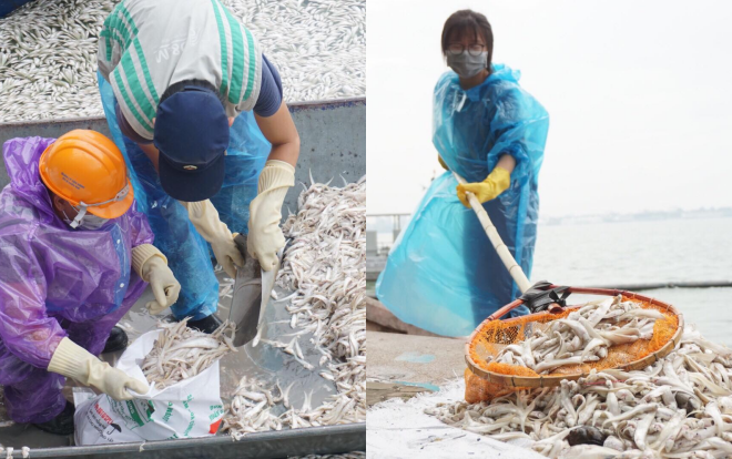 Nhiều cô gái cùng nam công nhân mỏi tay vớt hàng tấn cá chết nổi trắng góc hồ Tây Ảnh 2