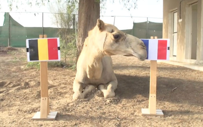 ‘Thánh’ lạc đà báo tin vui cho ĐT Pháp tại bán kết World Cup 2018 Ảnh 2