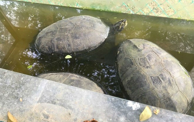 Phát hiện 44 con vật quý hiếm bị nuôi nhốt ở Kiên Giang Ảnh 2