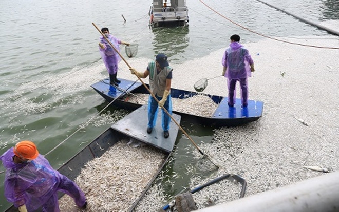 Hà Nội đánh bắt cá Hồ Tây để giải quyết tình trạng cá chết Ảnh 2