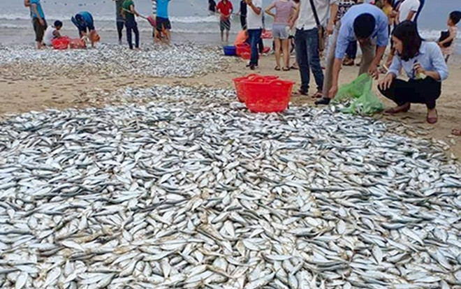 Hơn 3 tấn cá mạu dạt vào bờ, ngư dân mỏi tay bắt Ảnh 2
