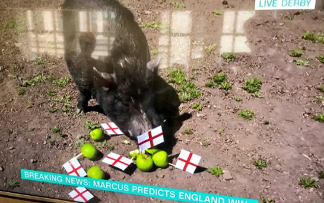 Dự đoán sai kết quả trận bán kết World Cup, dân mạng Anh đòi làm thịt 'siêu lợn tiên tri' Ảnh 2