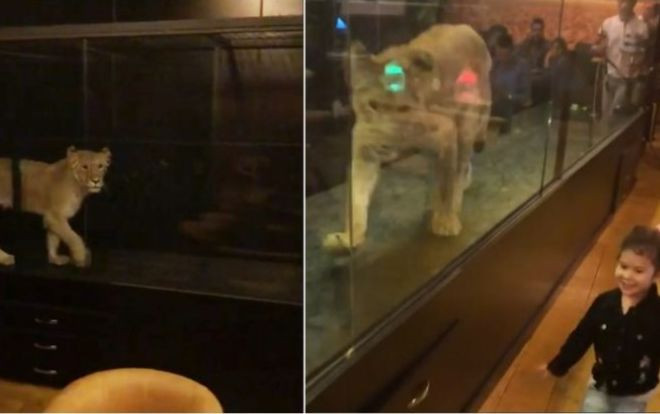 Nhốt sư tử sống vào lồng kính mua vui cho khách, tiệm cà phê hứng chỉ trích Ảnh 2