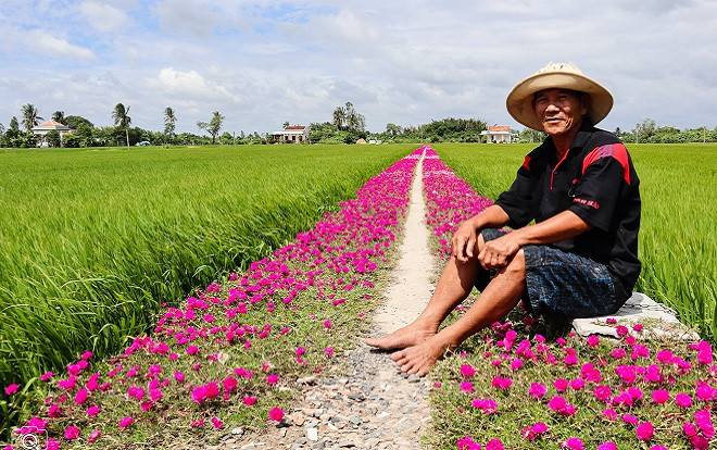 Đây chính là 'chủ nhân' của con đường hoa mười giờ nổi tiếng Gò Công Ảnh 2