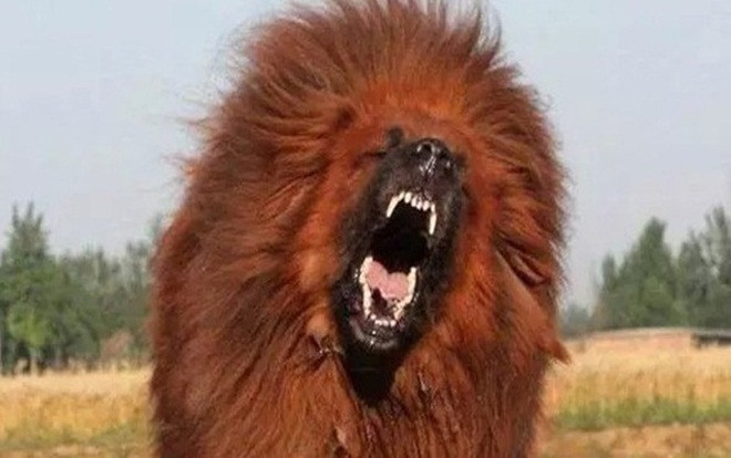 Nổi tiếng trung thành nhưng hung dữ, chó ngao Tây Tạng thực sự nguy hiểm ra sao Ảnh 2