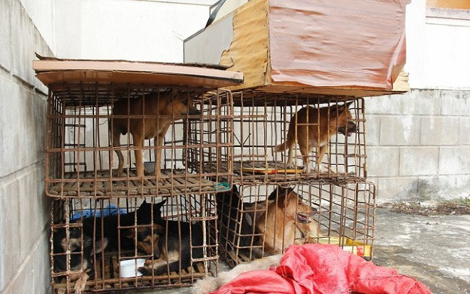 'Cẩu tặc' dùng xe máy gắn biển số giả đi trộm 9 con chó Ảnh 2