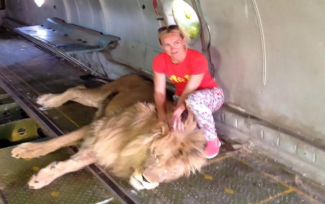 Vuốt ve bờm sư tử để chụp hình chung, người phụ nữ suýt bỏ mạng Ảnh 2