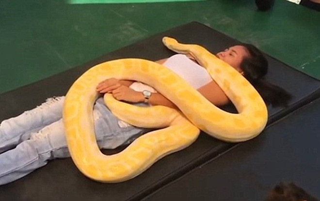 Để trăn khổng lồ bò trườn trên cơ thể: Trải nghiệm không dành cho người yếu tim Ảnh 2