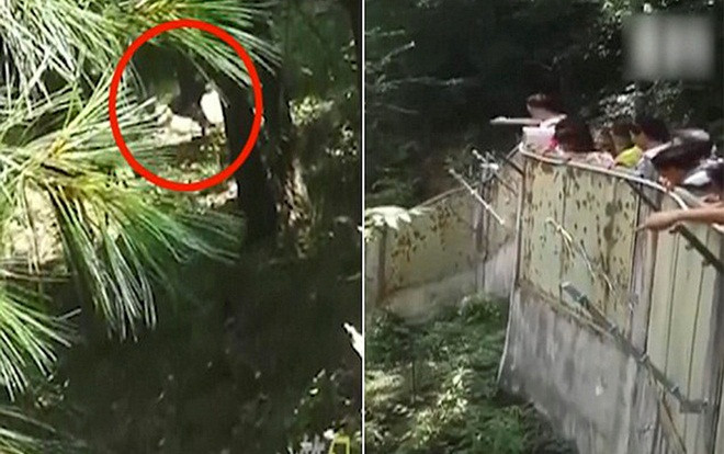 Du khách Trung Quốc cười đùa, ném đá vào gấu trúc để… bắt chúng chạy Ảnh 2