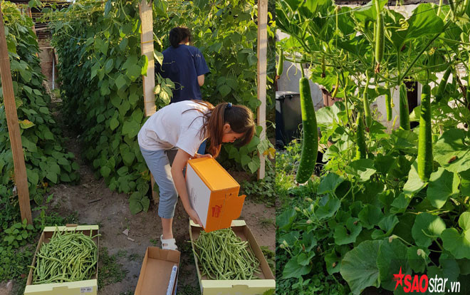Khu vườn toàn rau quả Việt hiếm có khó tìm của cô gái 9X tại Cộng hòa Séc Ảnh 2