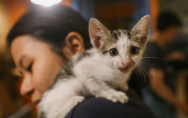 Quán cà phê cho khách nhận mèo về nuôi ở Sài Gòn được dân tình ào ào khen ngợi Ảnh 2
