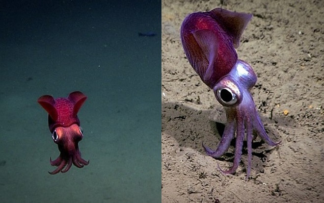 Sinh vật 'bánh bao', mực đổi màu hay nhiều loài kỳ lạ dưới lòng biển sâu Ảnh 2