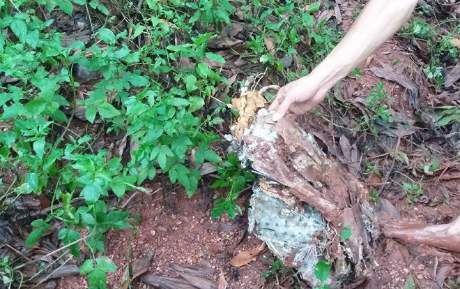 Cận cảnh hiện trường nơi chiếc máy bay quân sự rơi ở Nghệ An Ảnh 2