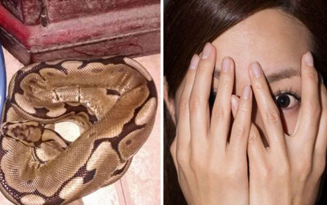 Hoảng hồn khi tỉnh dậy thấy con trăn dài gần 1 m trên giường Ảnh 2