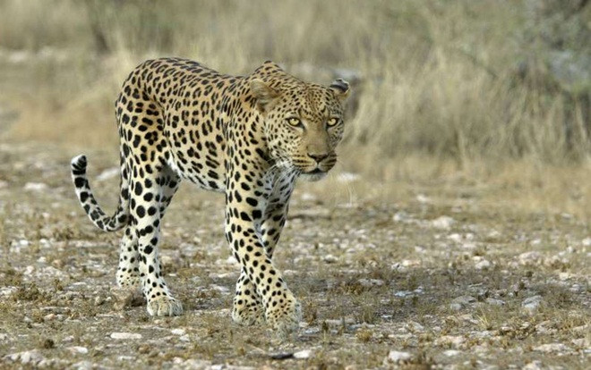 Báo bất ngờ tấn công cặp vợ chồng đi xe máy, suýt cắp em bé đi Ảnh 2