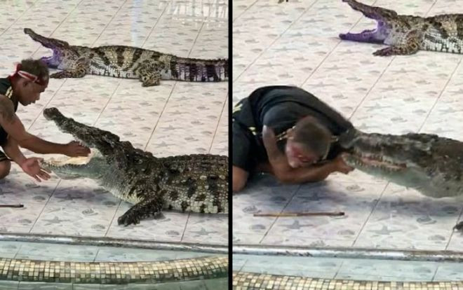 Thọc tay sâu vào họng cá sấu, huấn luyện viên bất ngờ bị cắn đến chảy máu Ảnh 2