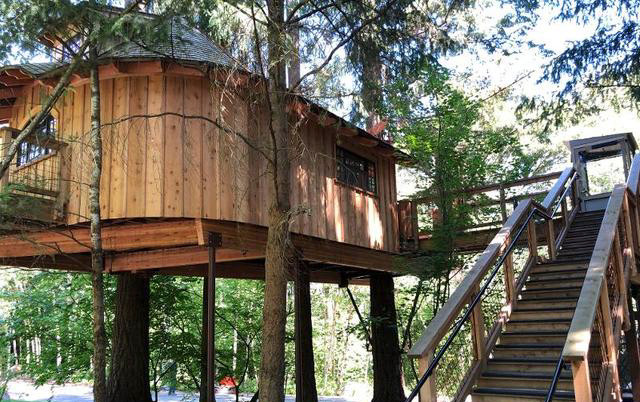 Dạo quanh nhà cây khổng lồ, hoà vào thiên nhiên của Microsoft Ảnh 2