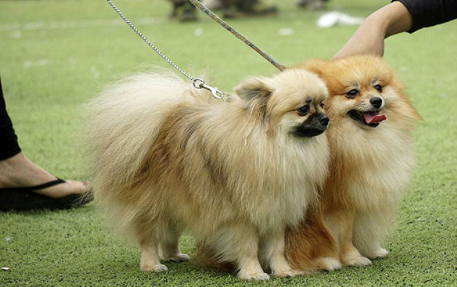 Clip minh chứng truyền thuyết 'sướng như chó' là có thật Ảnh 2