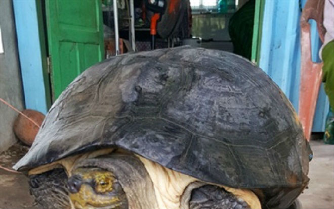 Đồng Tháp: Chớm lũ đi đặt đú, trúng ngay 'cụ' rùa hơn chục ký Ảnh 2