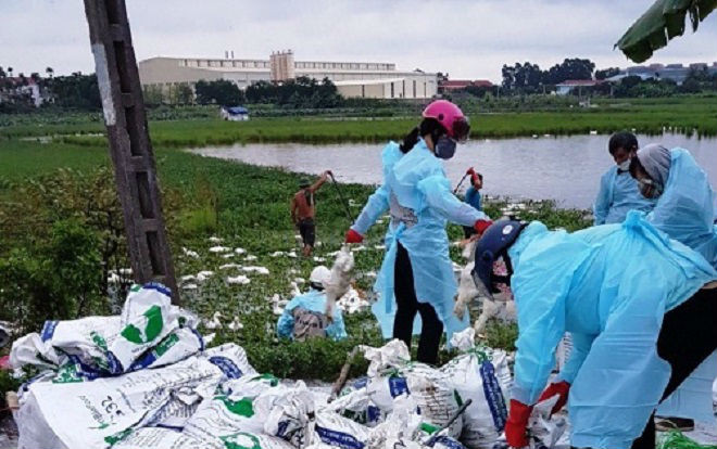 Hải Phòng phát hiện 2 ổ dịch cúm A/H5N6 Ảnh 2